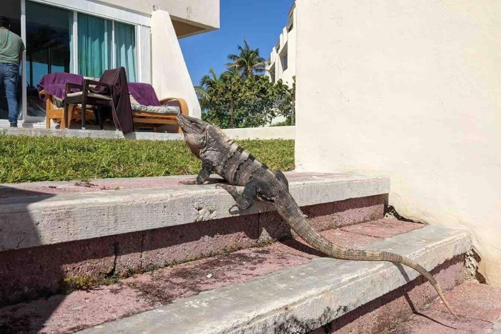 Cancun Oceanfront, Entire Apartment Exterior foto